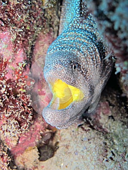 MurÃÂ¨ne ÃÂ  gueule jaune - Yellow mouth moray photo